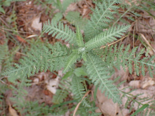 Achillea styriaca (Achillea styriaca)