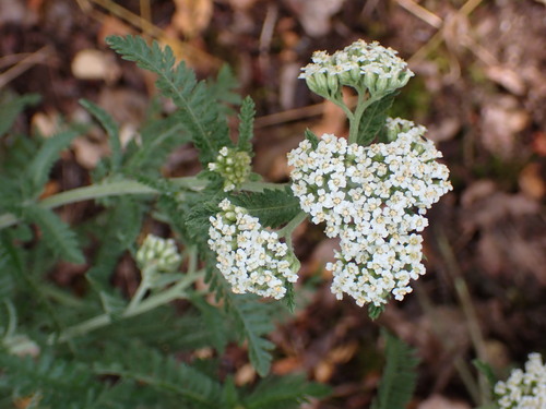 Achillea styriaca (Achillea styriaca)