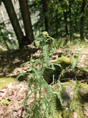 Achillea styriaca (Achillea styriaca)