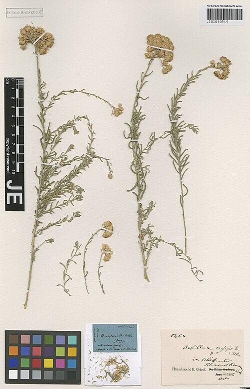 Achillea talagonica: Achillea talagonica — Herbarium specimen from in schist. inter Sihna et Kermanschah, Iran. Collected by Haussknecht,H.K. 546c (1867-10). Recorded in GBIF occurr