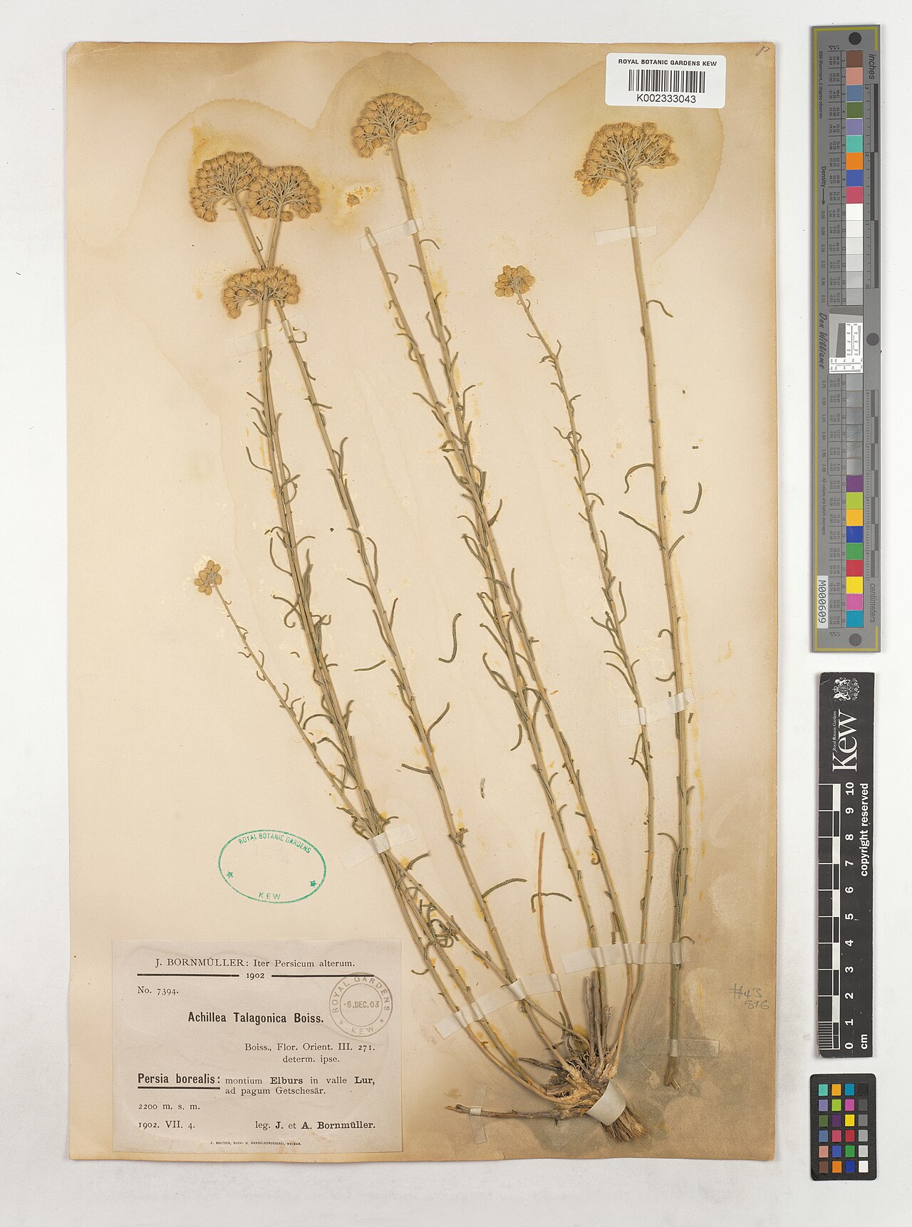 Achillea talagonica: Achillea talagonica — Herbarium specimen from Persia borealis, montium Elburs in valle Lur, ad pagum Getschesär., Iran. Collected by Bornmüller, J.; Bornmüller,