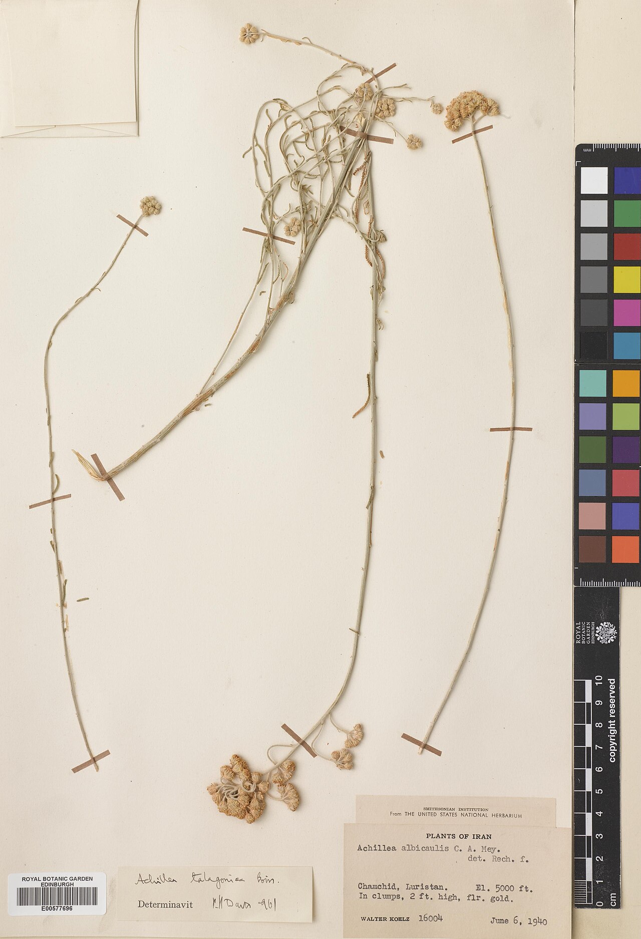 Achillea talagonica: Achillea talagonica — Herbarium specimen from Lorestan, Chamchid, Iran. Collected by Koelz, Walter Norman (1940-06-06). Recorded in GBIF occurrence 574904703 .