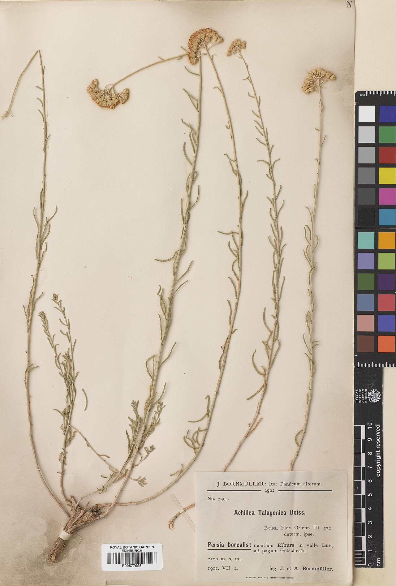 Achillea talagonica: Achillea talagonica — Herbarium specimen from Persia borealis, montium Elburs in valle Lur, ad pagum Getschesar., Iran. Collected by Bornmüller, Joseph Friedric