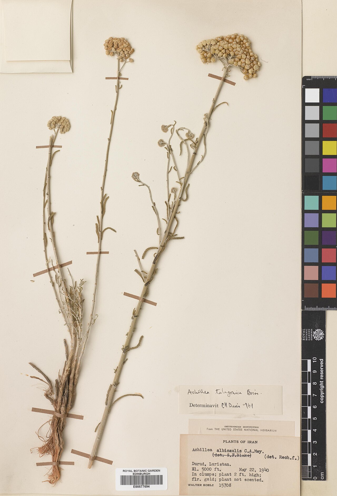 Achillea talagonica: Achillea talagonica — Herbarium specimen from Lorestan, Durud, Luristan, Iran. Collected by Koelz, Walter Norman (1940-05-22). Recorded in GBIF occurrence 57466