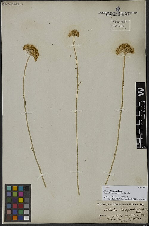 Achillea talagonica: Achillea talagonica — Herbarium specimen from Habitat in argillosis prope Gattade vallis Talagon supra urbo Gasvin [Qazvin]., Iran. Collected by Kotschy,C.G.T. 