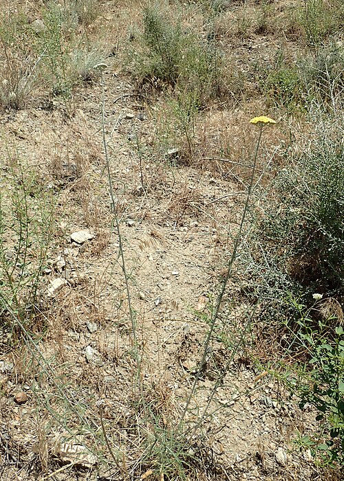Achillea tenuifolia: Achillea tenuifolia in Shvanidzor, Armenia