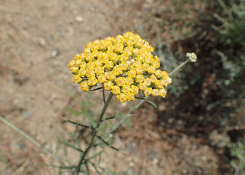 Achillea tenuifolia: Achillea tenuifolia in Shvanidzor, Armenia