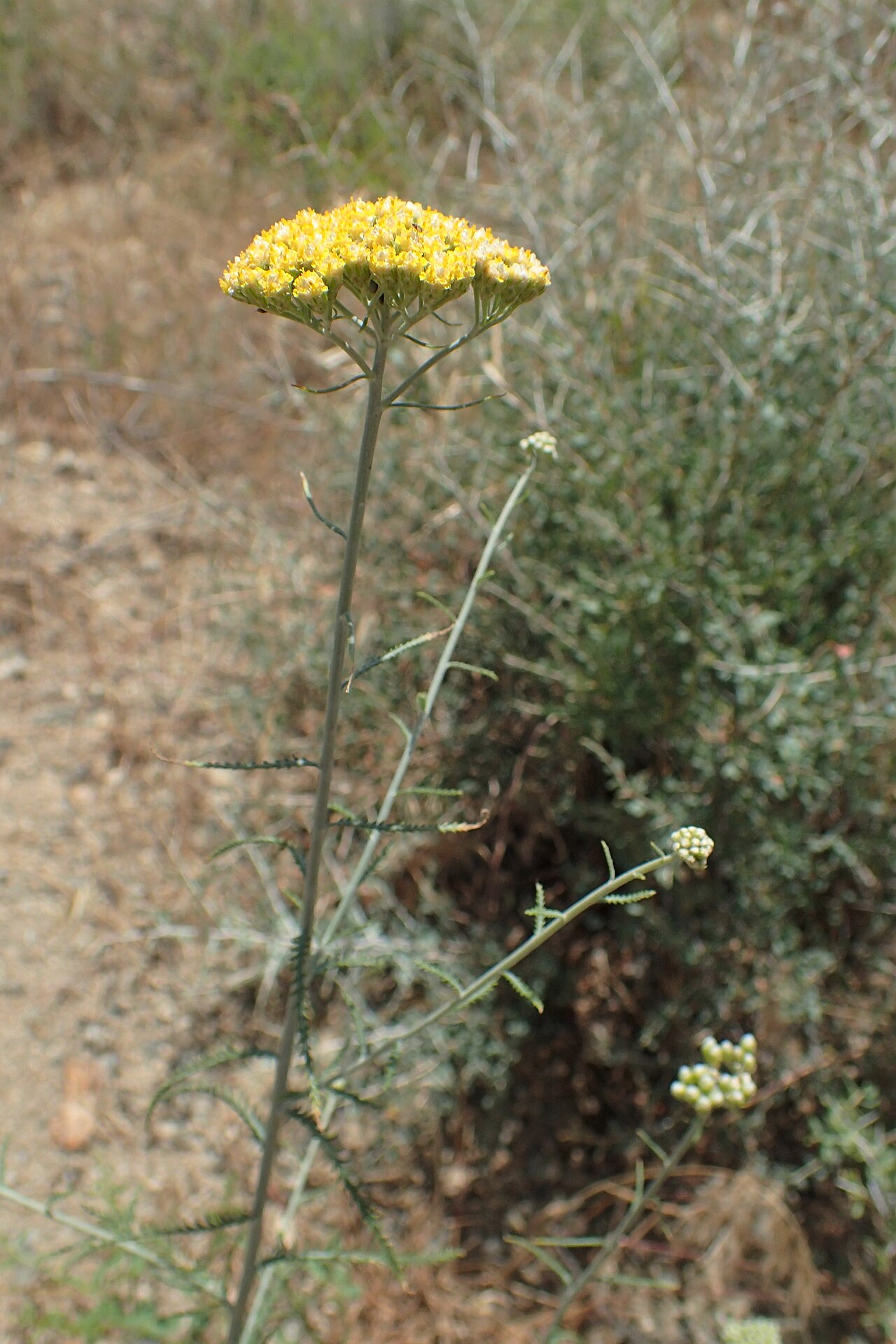 Achillea tenuifolia: Achillea tenuifolia in Shvanidzor, Armenia