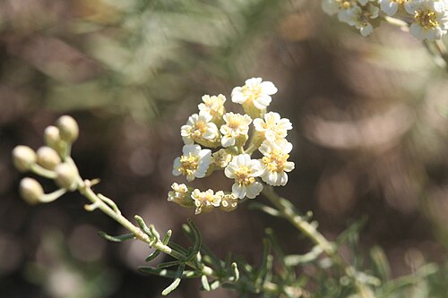 Achillea teretifolia: Achillea teretifolia, Kızılcahamam/Ankara, Turkey, 2021-06-30 (iNaturalist).