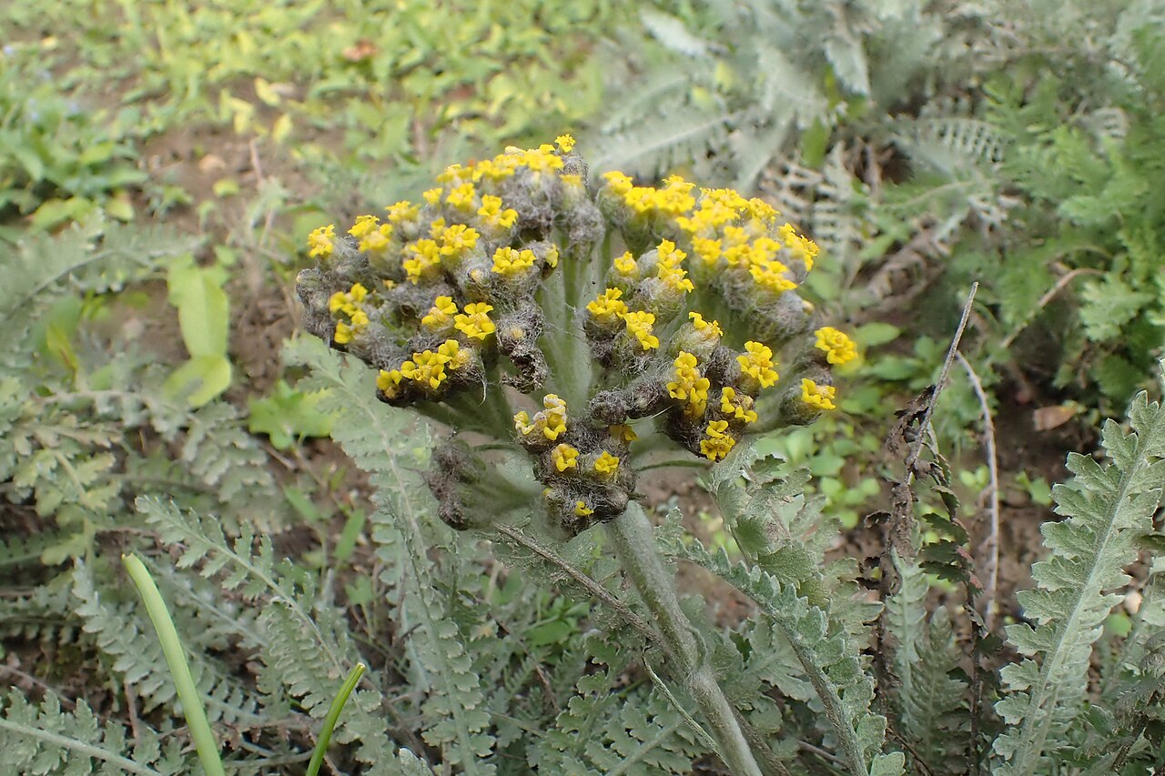 Achillea thracica: Achillea thracica in the UMCS Botanical Garden in Lublin