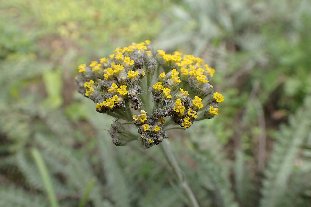 Achillea thracica: Achillea thracica in the UMCS Botanical Garden in Lublin