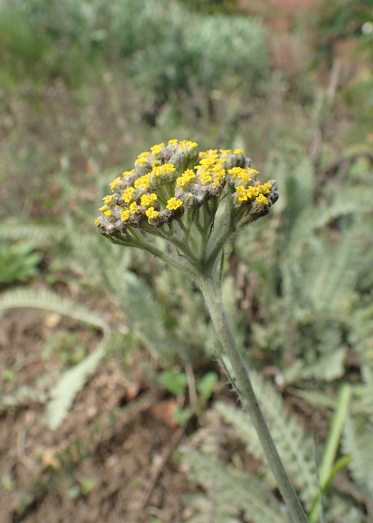 Achillea thracica: Achillea thracica in the UMCS Botanical Garden in Lublin