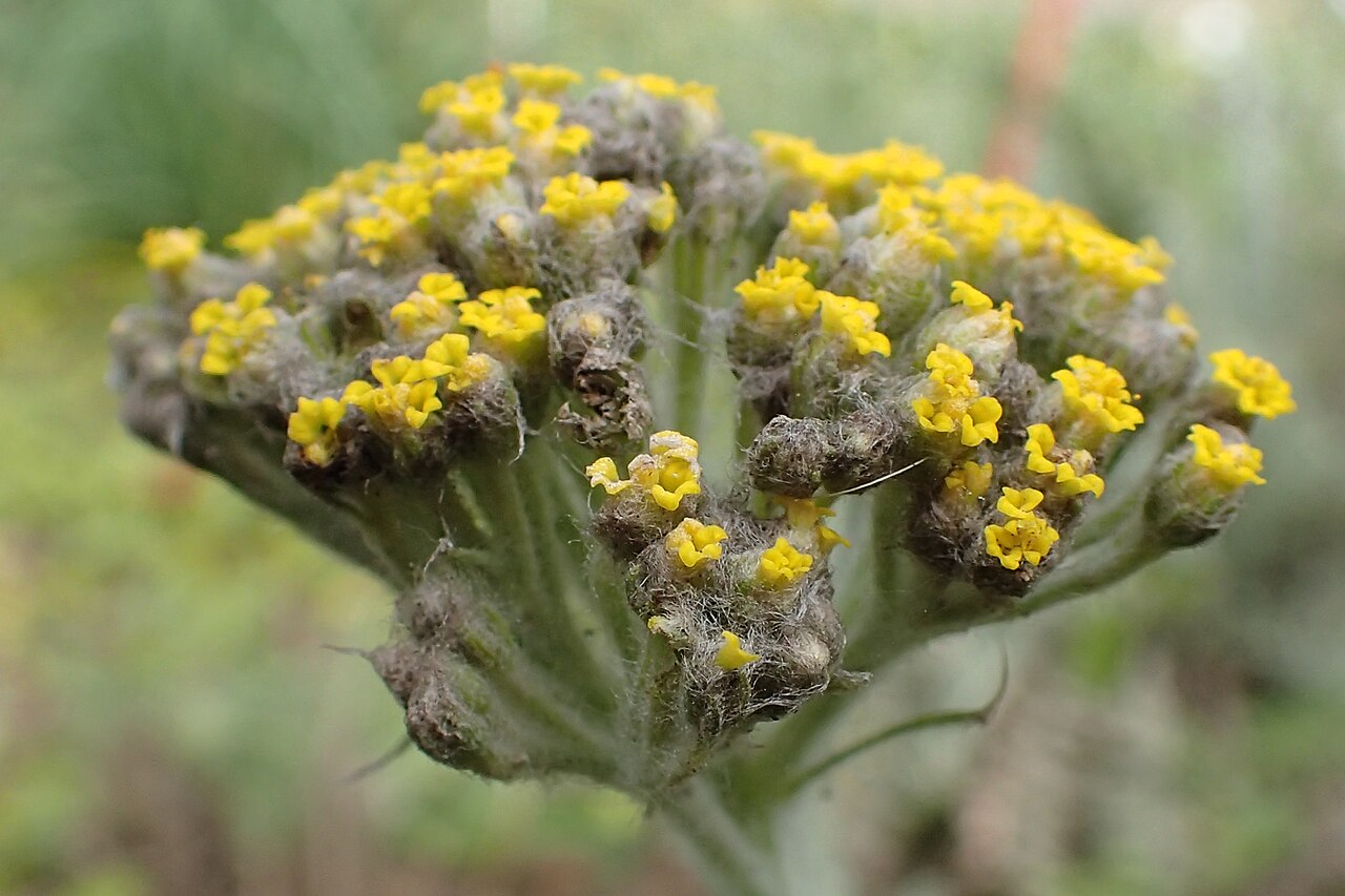 Achillea thracica: Achillea thracica in the UMCS Botanical Garden in Lublin