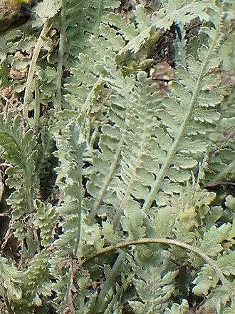 Achillea thracica: Achillea thracica in the UMCS Botanical Garden in Lublin