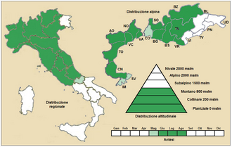 Achillea tomentosa: Achillea tomentosa - Distribuzione