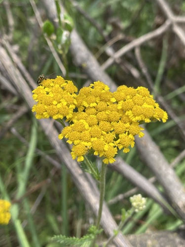 Achillea tomentosa (Achillea tomentosa)