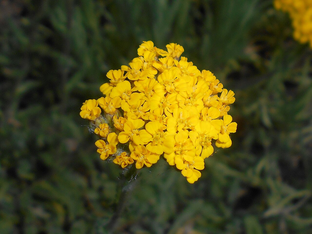 Achillea tomentosa: Krwawnik wełnisty ( Achillea tomentosa ), Ogród Botaniczny UMCS w Lublinie