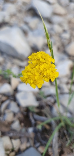 Achillea tomentosa (Achillea tomentosa)