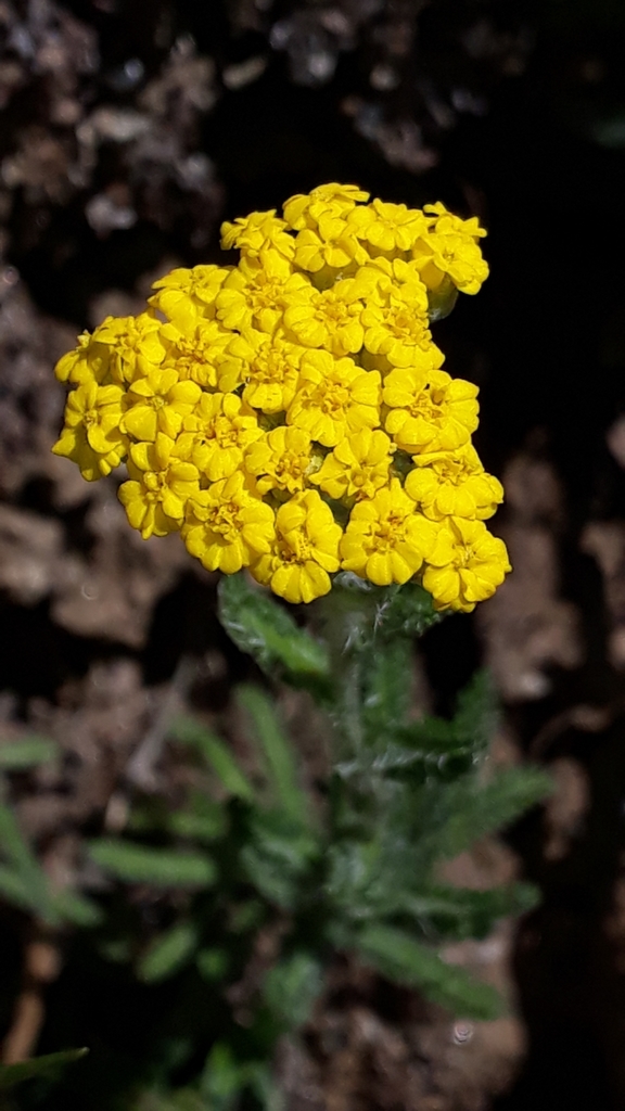 Achillea tomentosa (Achillea tomentosa)