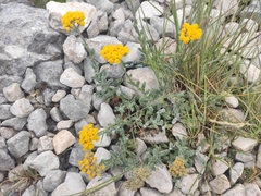 Achillea tomentosa (Achillea tomentosa)