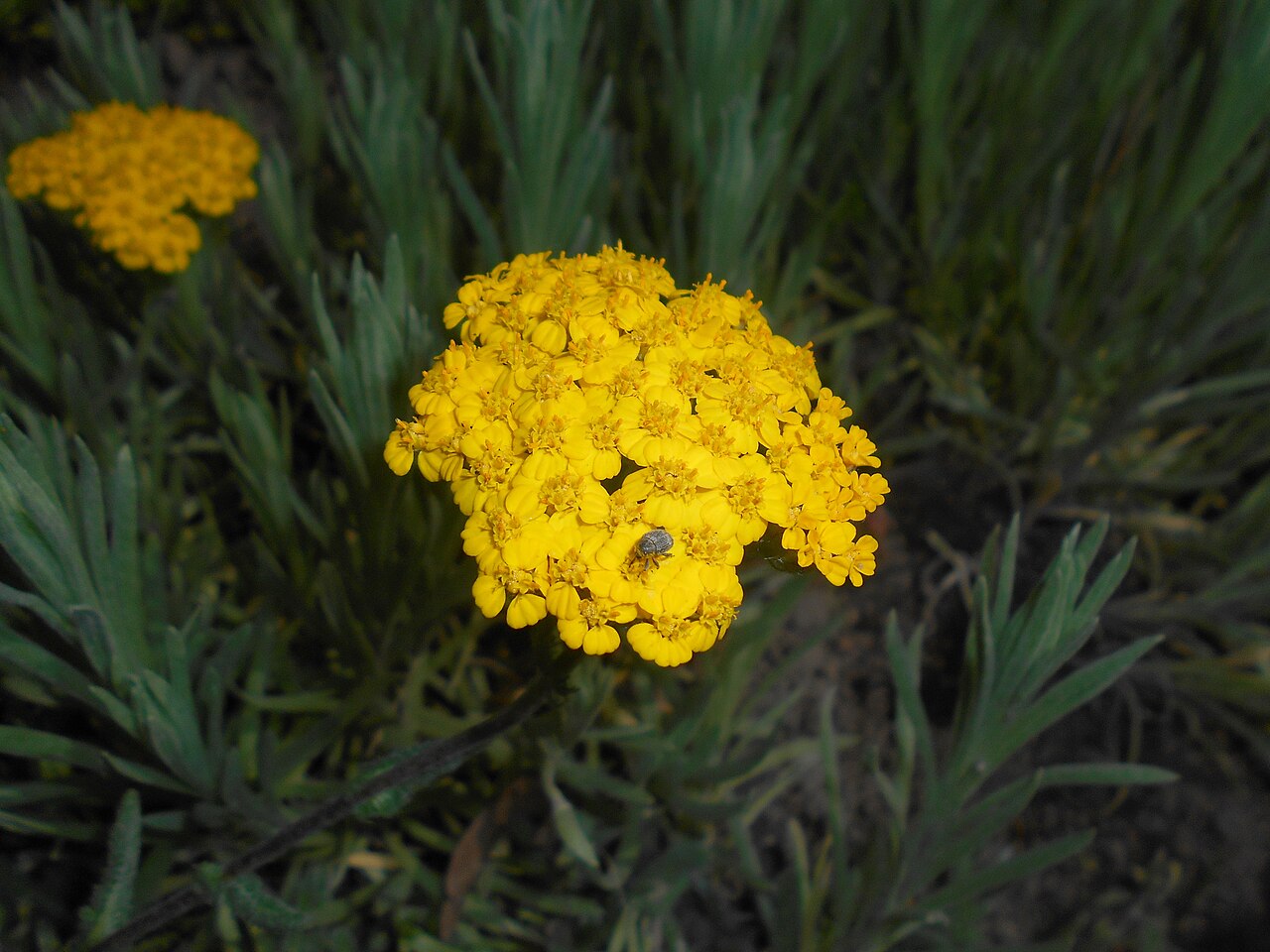 Achillea tomentosa: Krwawnik wełnisty ( Achillea tomentosa ), Ogród Botaniczny UMCS w Lublinie