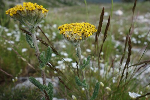 Achillea tomentosa (Achillea tomentosa)