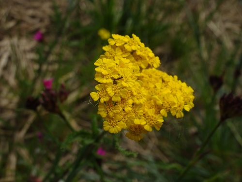 Achillea tomentosa (Achillea tomentosa)