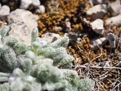 Achillea tomentosa (Achillea tomentosa)