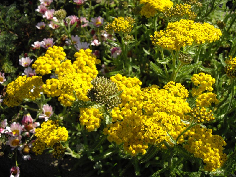 Achillea tomentosa: Achillea tomentosa