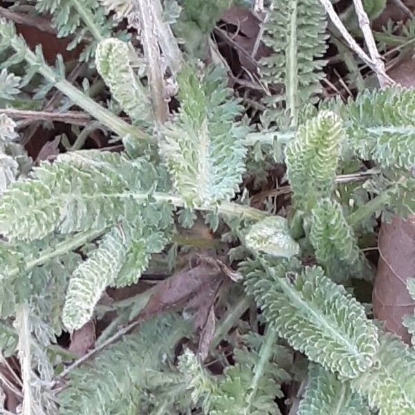Achillea tomentosa (Achillea tomentosa)