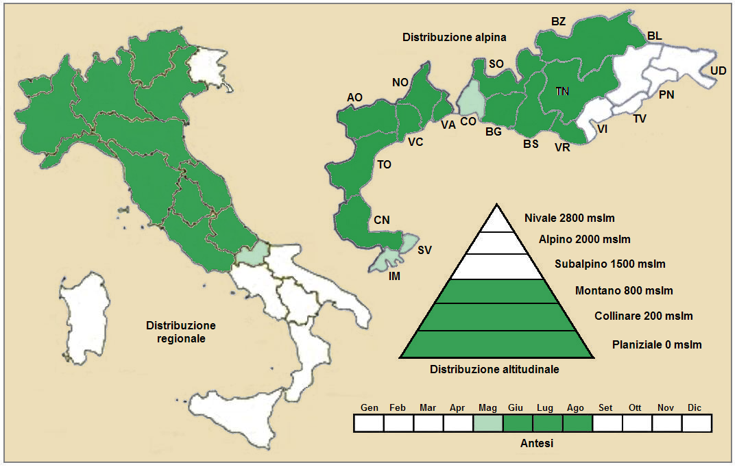 Achillea tomentosa: Achillea tomentosa - Distribuzione
