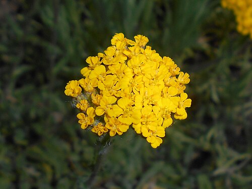 Achillea tomentosa: Krwawnik wełnisty ( Achillea tomentosa ), Ogród Botaniczny UMCS w Lublinie