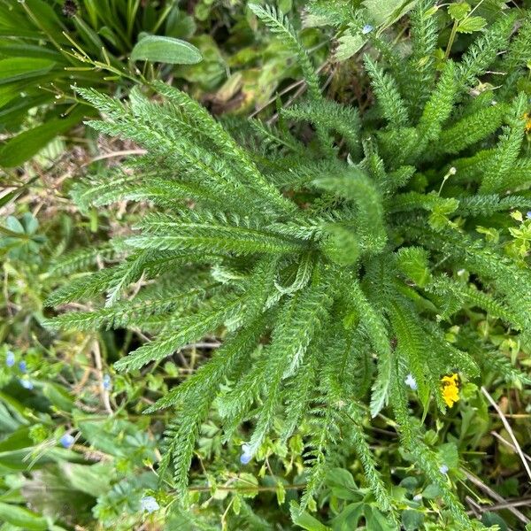 Achillea tomentosa (Achillea tomentosa)