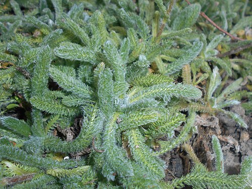Achillea tomentosa: Krwawnik wełnisty ( Achillea tomentosa ), Ogród Botaniczny UMCS w Lublinie