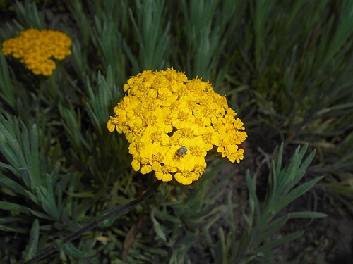 Achillea tomentosa: Krwawnik wełnisty ( Achillea tomentosa ), Ogród Botaniczny UMCS w Lublinie