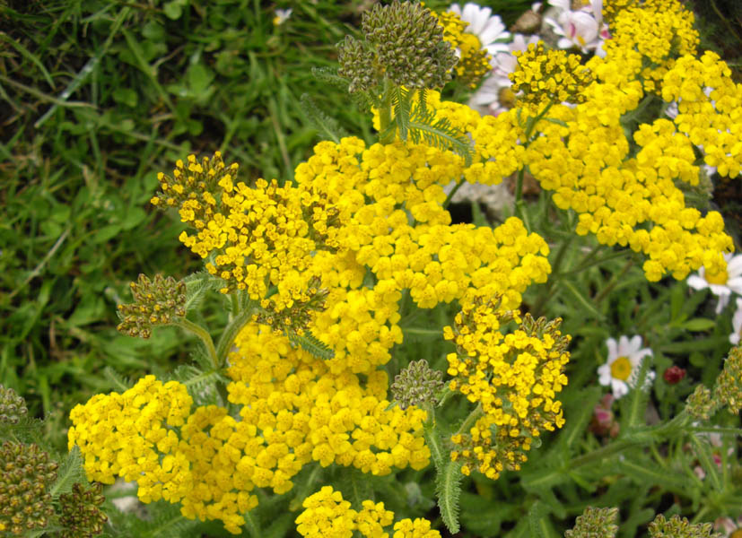 Achillea tomentosa: Achillea tomentosa