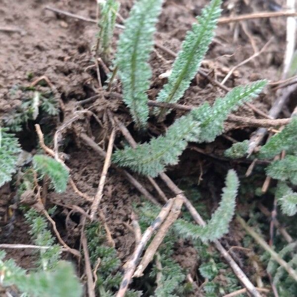 Achillea tomentosa (Achillea tomentosa)