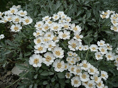 Achillea umbellata: Achillea umbellata , Botanischer Garten Erlangen, 2008