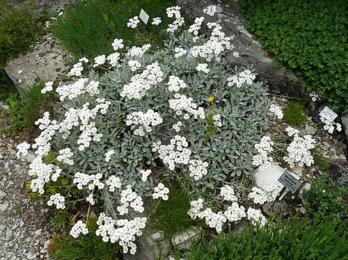 Achillea umbellata: Achillea umbellata , Botanischer Garten Erlangen, 2008