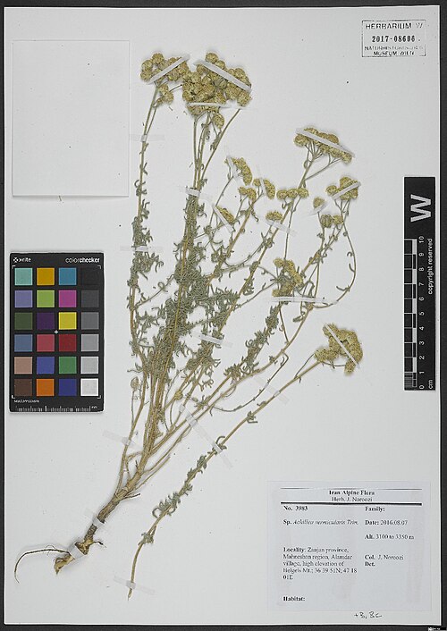 Achillea vermicularis: Achillea vermicularis — Herbarium specimen from Zanjan province, Mahneshan region, Alamdar village, high elevation of Belgeis Mt., Iran. Collected by Noroozi,J.