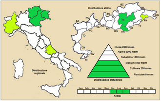 Achillea virescens: Millefoglio verdastro (Achillea virescens) - Distribuzione in Italia