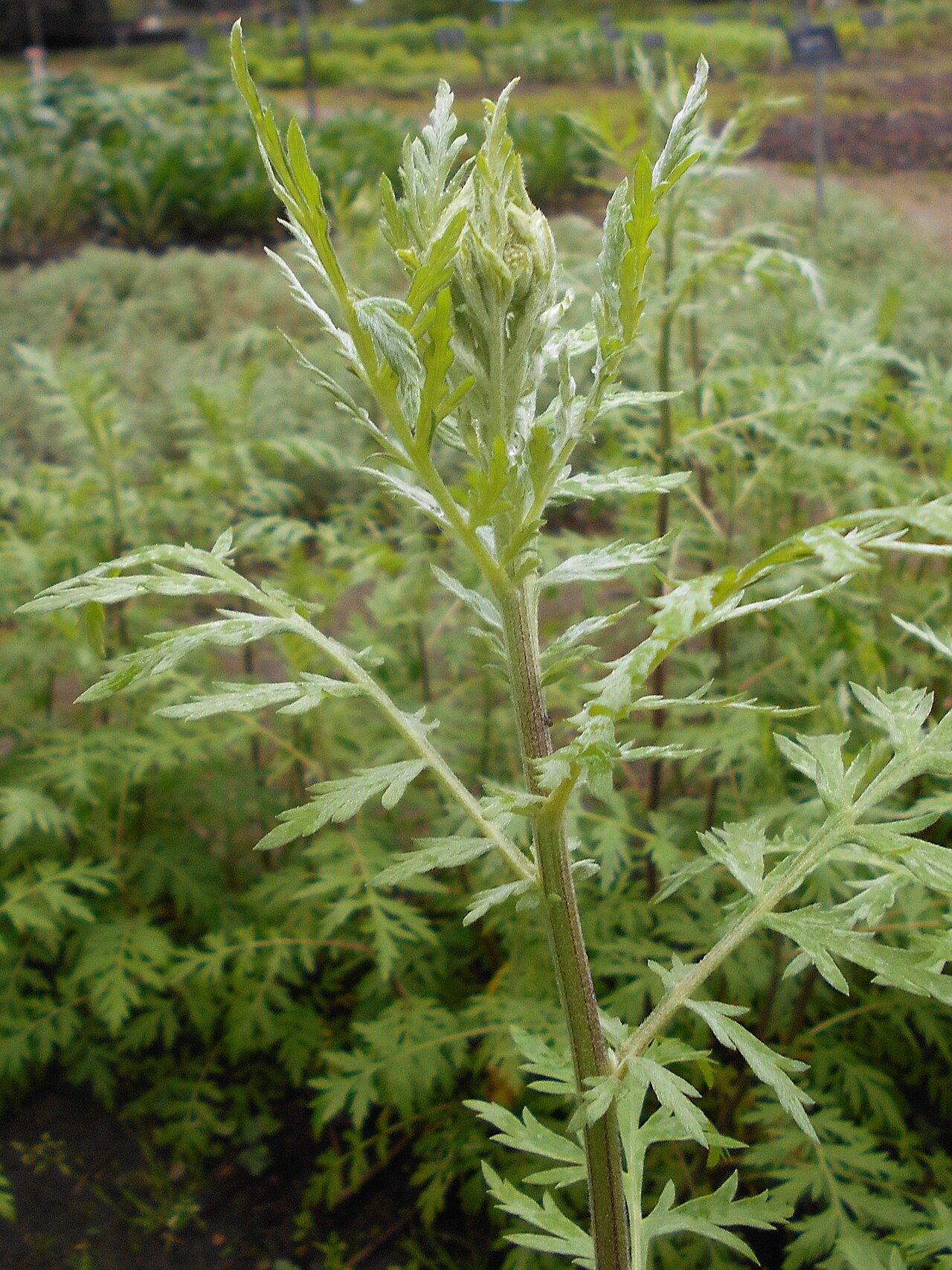 Achillea × obscura: Krwawnik ćmy ( Achillea obscura ), Ogród Botaniczny Uniwersytetu Warszawskiego.