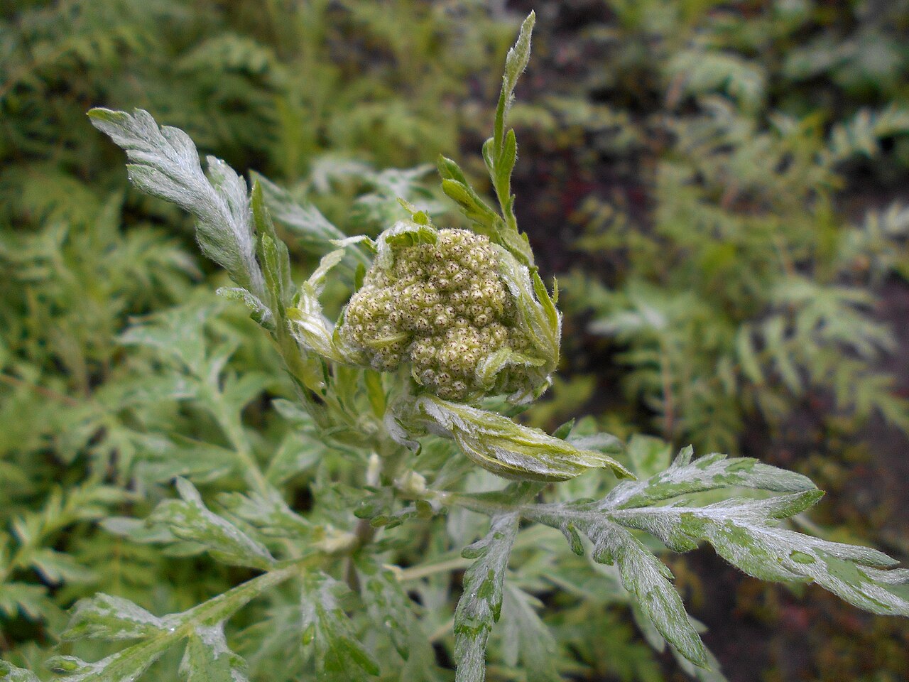 Achillea × obscura: Krwawnik ćmy ( Achillea obscura ), Ogród Botaniczny Uniwersytetu Warszawskiego.
