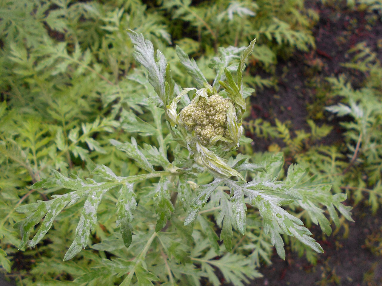 Achillea × obscura: Krwawnik ćmy ( Achillea obscura ), Ogród Botaniczny Uniwersytetu Warszawskiego.