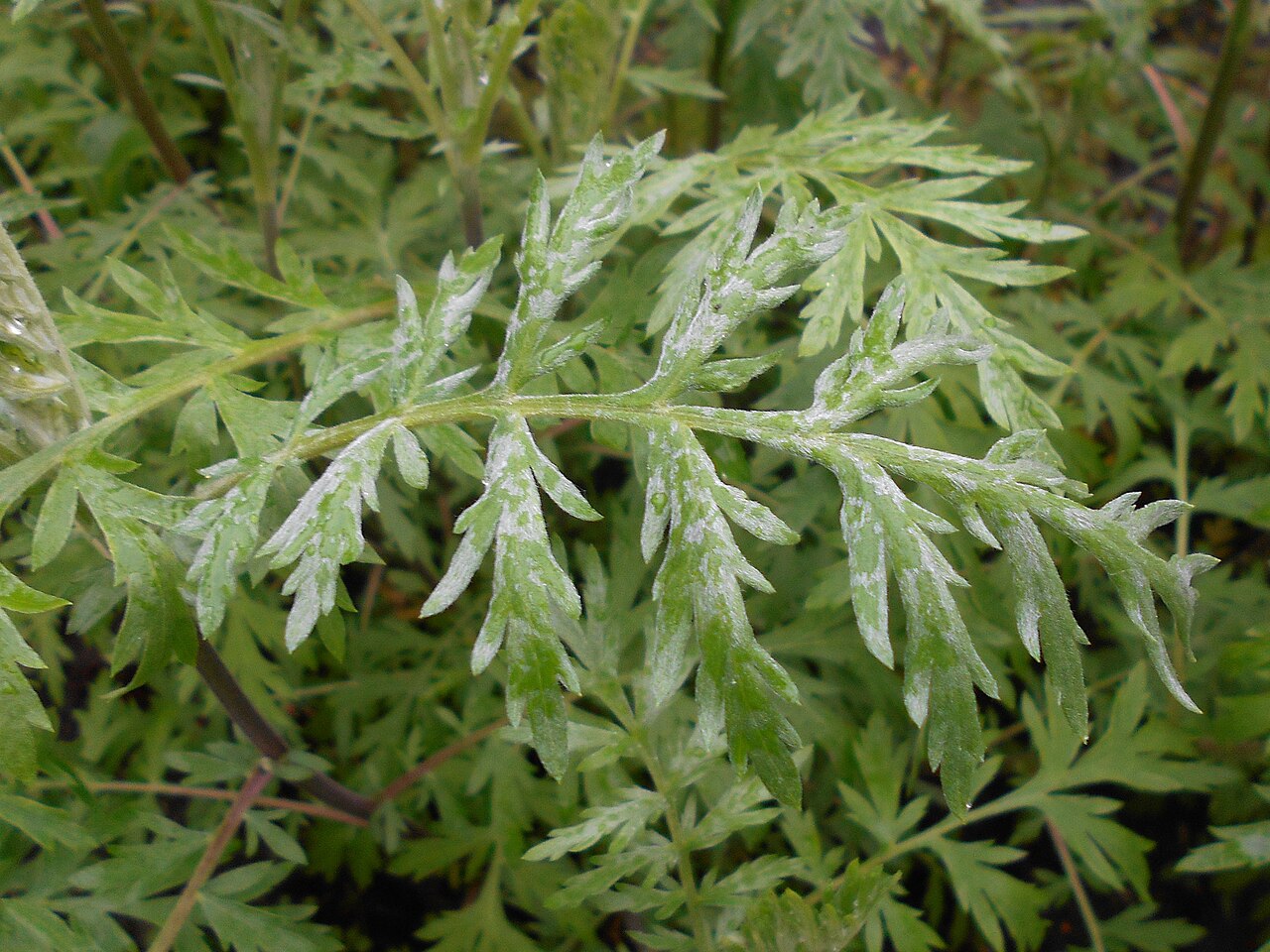 Achillea × obscura: Krwawnik ćmy ( Achillea obscura ), Ogród Botaniczny Uniwersytetu Warszawskiego.
