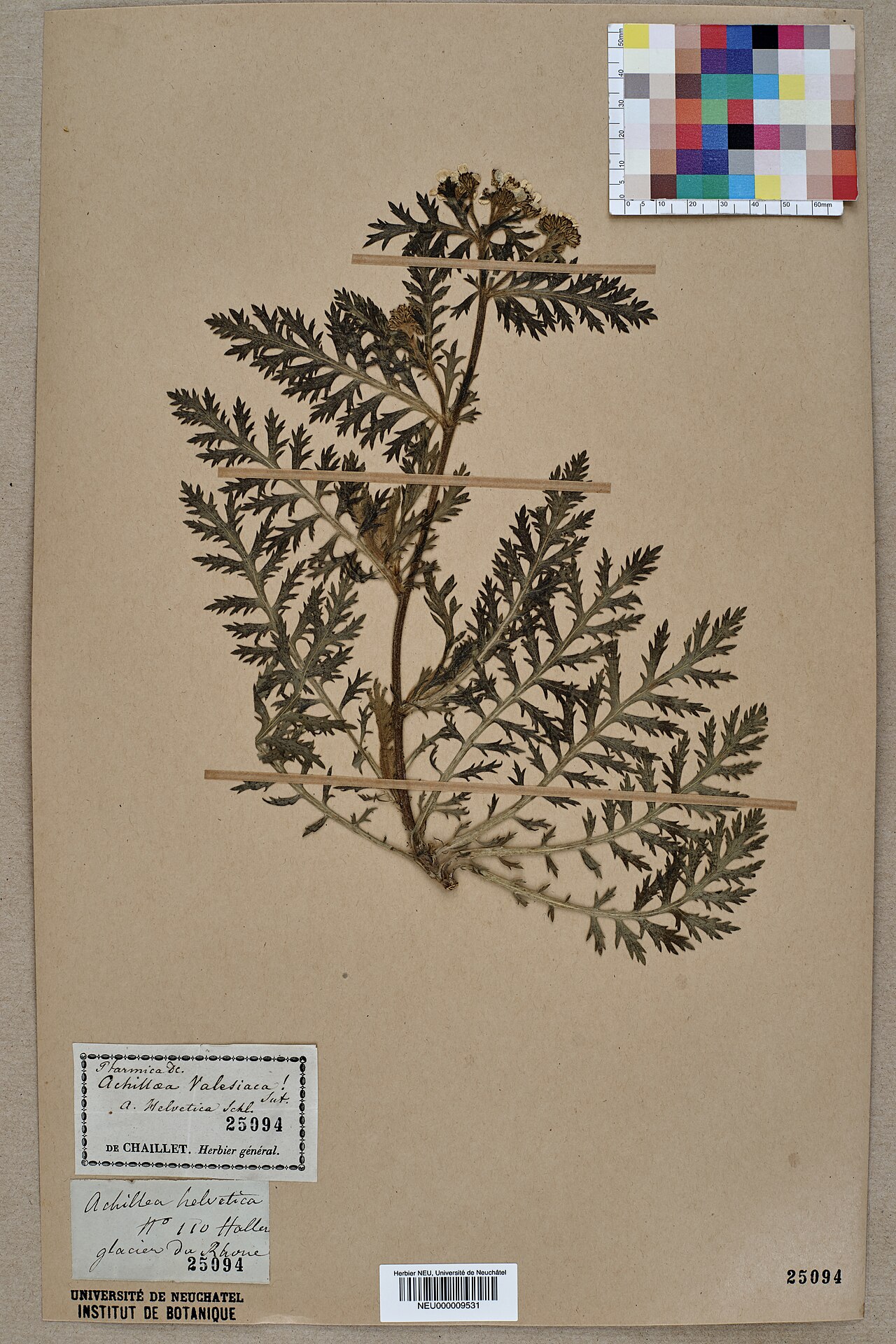 Achillea × valesiaca: Dried pressed specimen of en:Achillea valesiaca