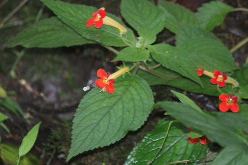 Achimenes antirrhina (Achimenes antirrhina)