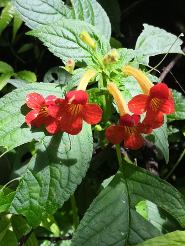 Achimenes antirrhina (Achimenes antirrhina)