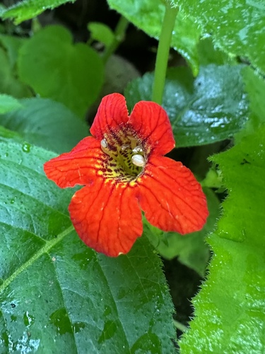 Achimenes antirrhina (Achimenes antirrhina)