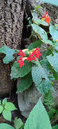 Achimenes antirrhina (Achimenes antirrhina)